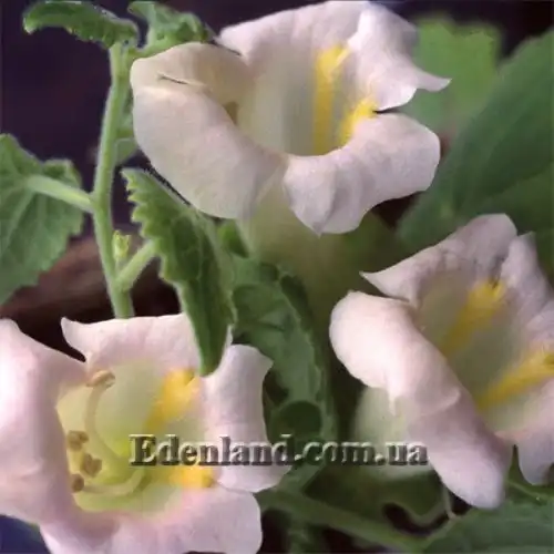 Изображение Маурандия стыдливая (белая)  - Maurandia erubescens (alba)