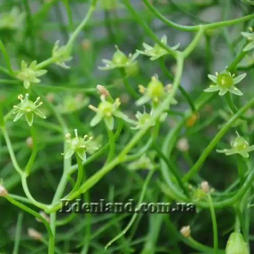 Изображение Бовиэя (Бовея) вьющаяся - Bowiea volubilis