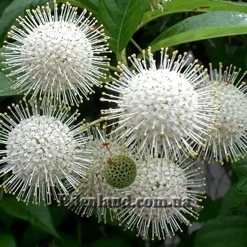 Цефалантус западный - Cephalanthus occidentalis