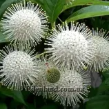 Изображение Цефалантус западный - Cephalanthus occidentalis