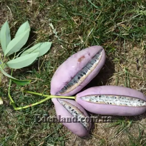 Изображение Хольбелия широколистная - Holboellia latifolia