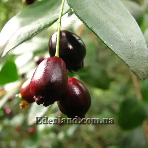 Изображение Блефарокаликс Круксханкса - Blepharocalyx cruckshanksii