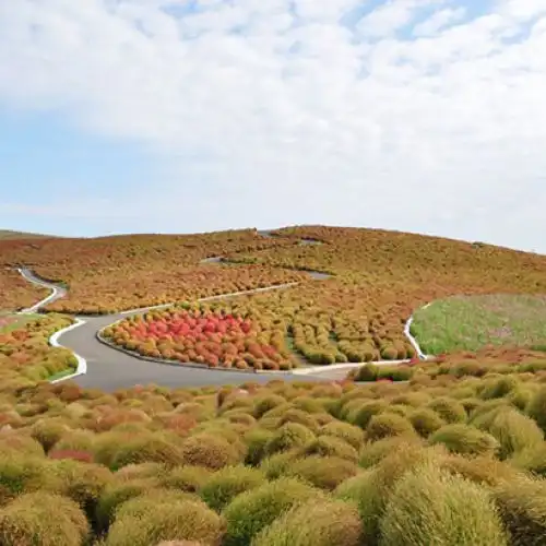 Зображення Кохії змінюють забарвлення