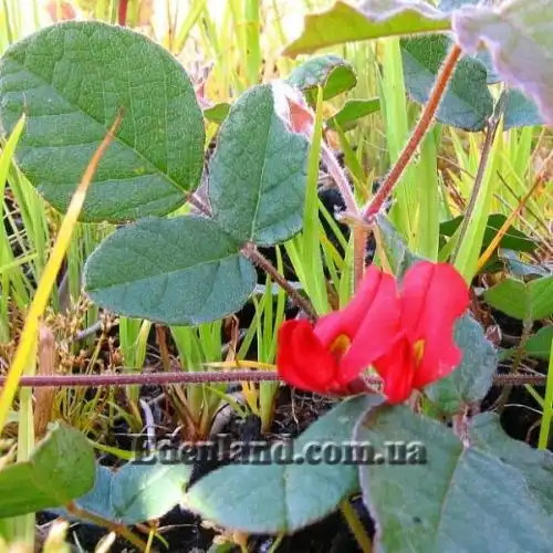 Изображение Кеннедия исключительная - Kennedia eximia