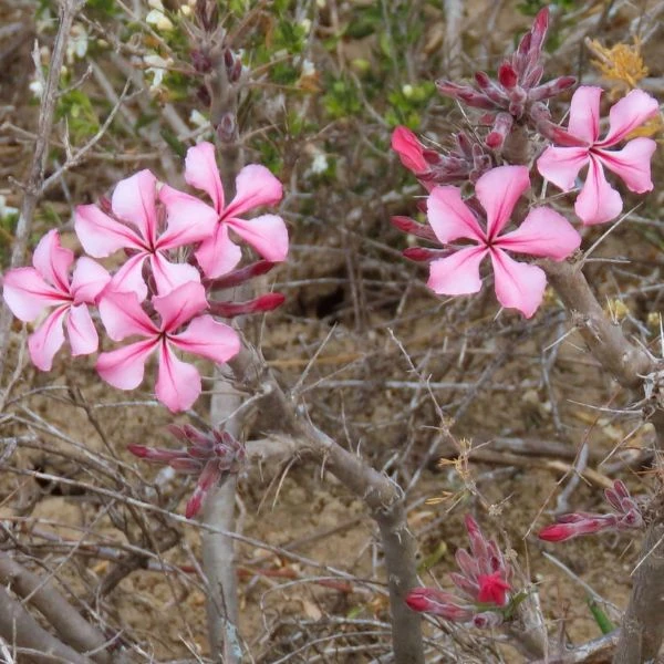 Зображення Пахіподіум сукулентний  - Pachypodium succulentum 
