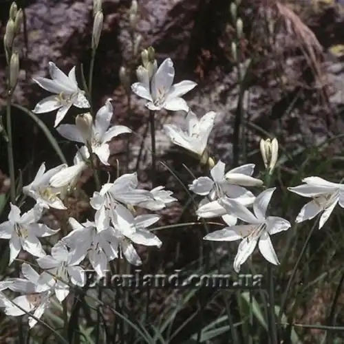 Изображение Парадизея лилейная - Paradisea liliastrum