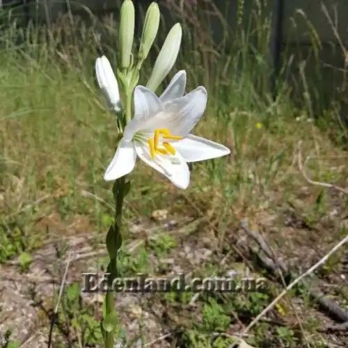 Изображение Парадизея лилейная - Paradisea liliastrum