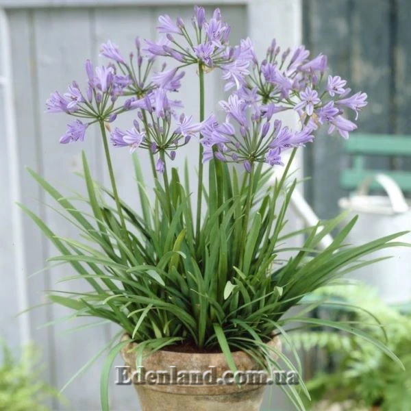 Изображение Агапантус карликовый голубой  - Agapanthus nana blue