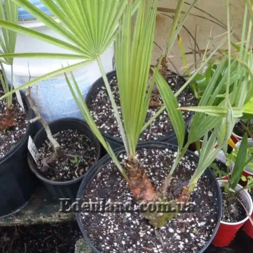 Зображення у горщику