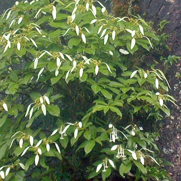 Зображення Неогіменопогон паразитичний - Neohymenopogon parasiticus 