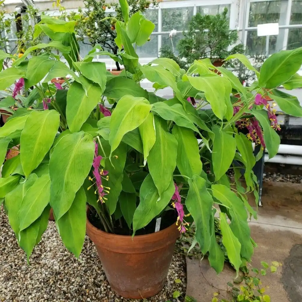 Зображення квітуча рослина