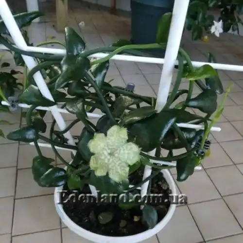 Зображення Церопегія Сандерсона - Ceropegia sandersonii