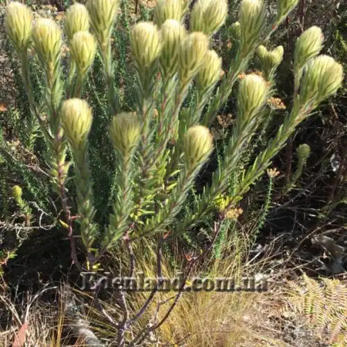 Изображение Филика пернатая - Phylica plumose 