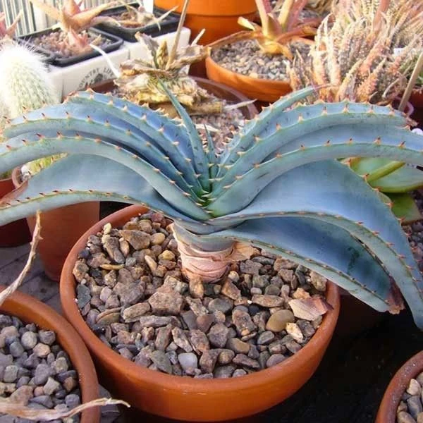 Зображення Алое надлистяне - Aloe suprafoliata 