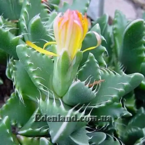 Изображение Фаукария тигриная - Faucaria tigrina 