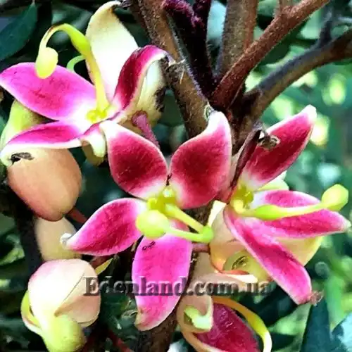 Изображение Ломатия ржавая - Lomatia ferruginea