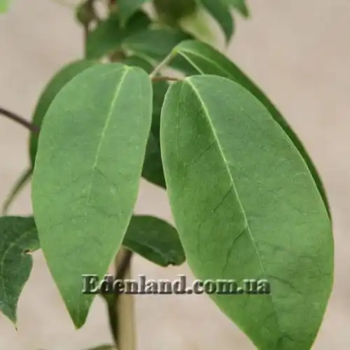 Изображение Хольбелия широколистная - Holboellia latifolia