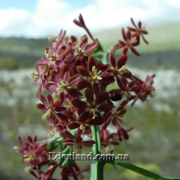 Изображение Кодонориза микранта  - Codonorhiza micrantha