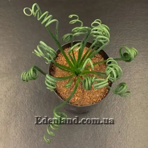 Изображение Альбука спиральная - Albuca spiralis