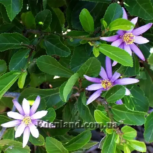 Изображение Гревия западная - Grewia occidentalis