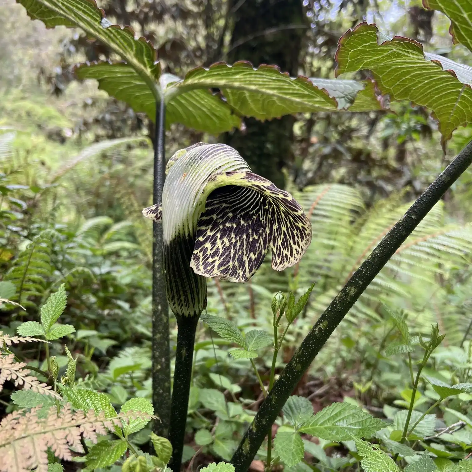 Изображение Аризема Гриффита  - Arisaema griffithii