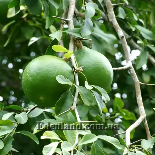 Изображение зеленые плоды