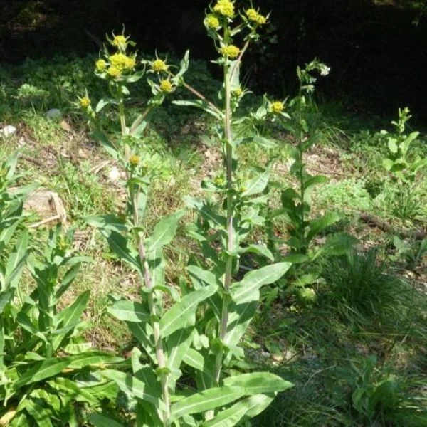 Изображение начало цветения