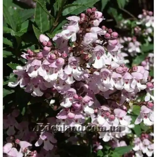 Зображення Простантера косматоквіткова - Prostanthera lasianthos