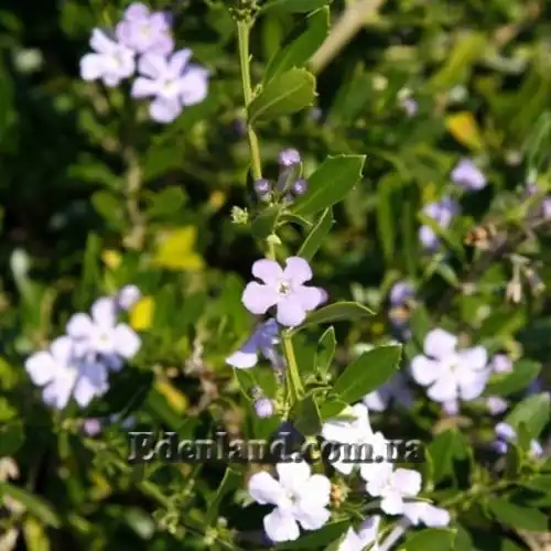 Изображение Фрейлиния тропическая - Freylinia tropica