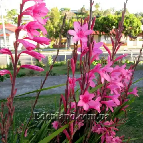 Изображение Ватсония Бурбонская - Watsonia borbonica 