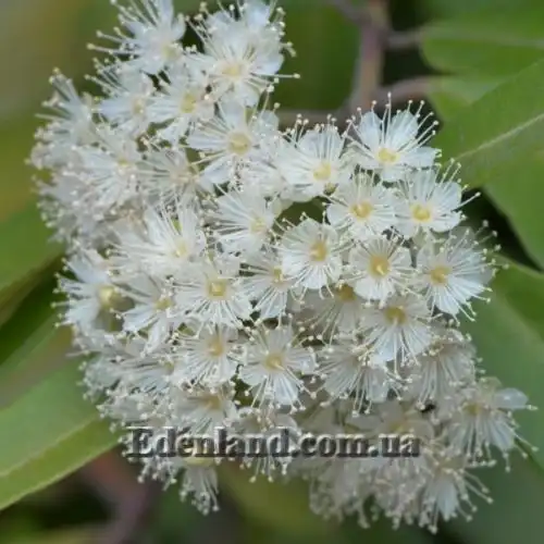 Изображение Бакхузия лимонная - Backhousia citriodora 