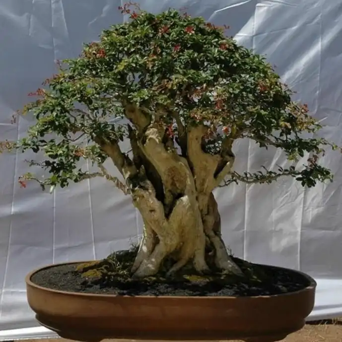 Изображение бонсай