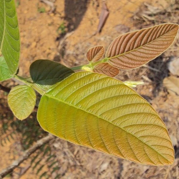 Зображення Філлодій гарний - Phyllodium pulchellum 