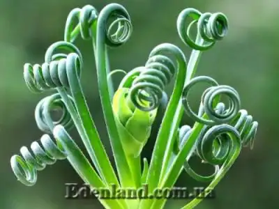 Весна 2021! Новое поступление семян экзотических растений!