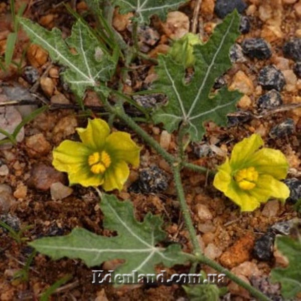 Изображение цветы