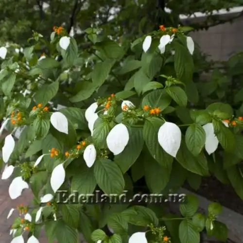 Зображення Мусенда Сандера - Mussaenda sanderiana 