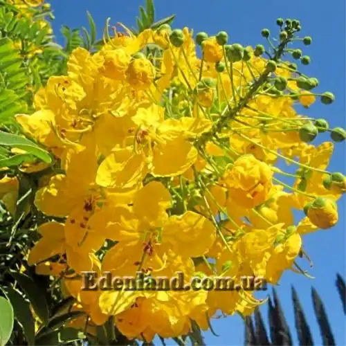 Изображение Кассия тонколистная - Cassia leptophylla 