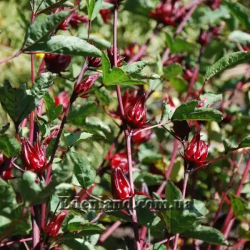 Зображення Гібіскус сабдариффа - Hibiscus sabdariffa