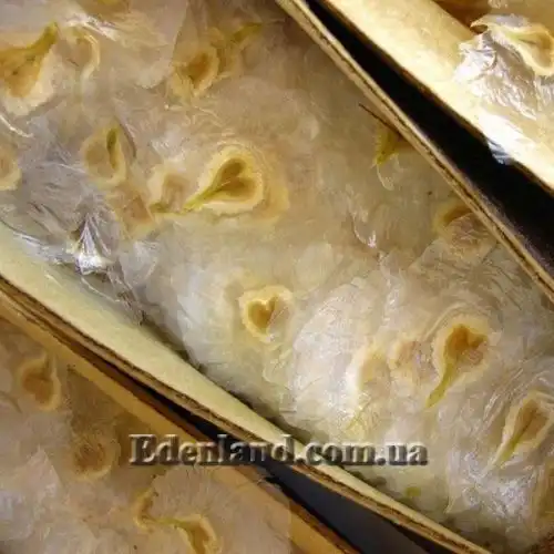 Изображение Спатодея колокольчатая - Spathodea campanulata 