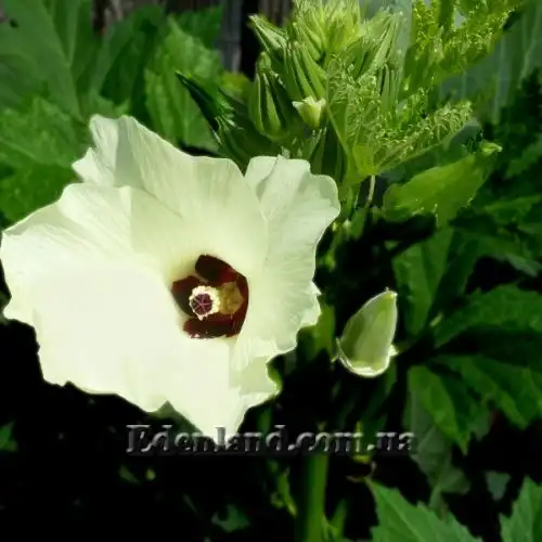 Изображение Абельмошус съедобный -  Abelmoschus esculentus 