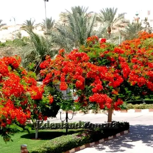 Изображение Цезальпиния прекраснейшая - Caesalpinia pulcherrima