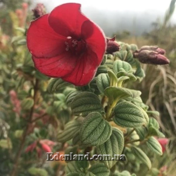 Зображення Тібухіна гросса - Tibouchina grossa