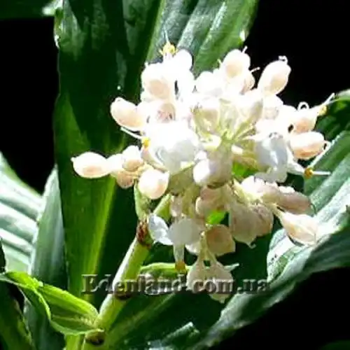 Зображення Полія Хасскарла - Pollia hasskarlii 