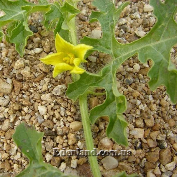 Изображение цветок