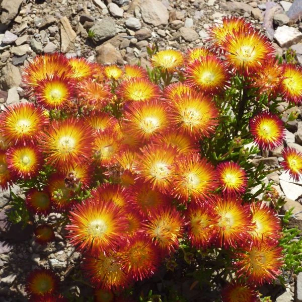 Зображення квітучий кущ