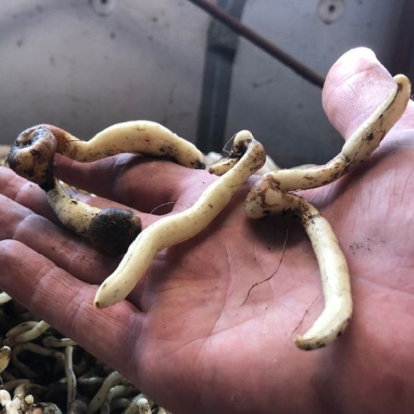 Изображение взрослые клубнелуковицы