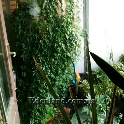 Изображение Гиностемма пятилистная - Gynostemma pentaphyllum