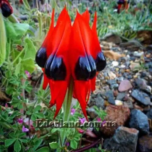 Изображение соцветие