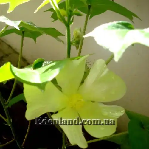 Изображение Госсипиум (хлопчатник) мохнатый - Gossypium hirsutum