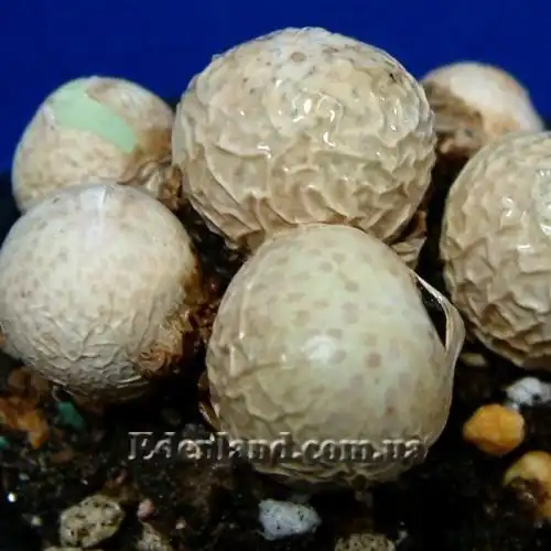 Изображение в период покоя